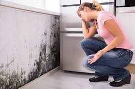 Why You Should Choose Our Mold Remediation Services in Cheswold, DE